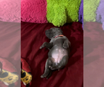 Small Photo #16 Great Dane Puppy For Sale in SAND SPRINGS, OK, USA