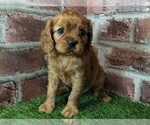Small #12 Cavalier King Charles Spaniel