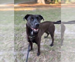 Labrador Retriever-Unknown Mix Dogs for adoption in Mount Pleasant, SC, USA