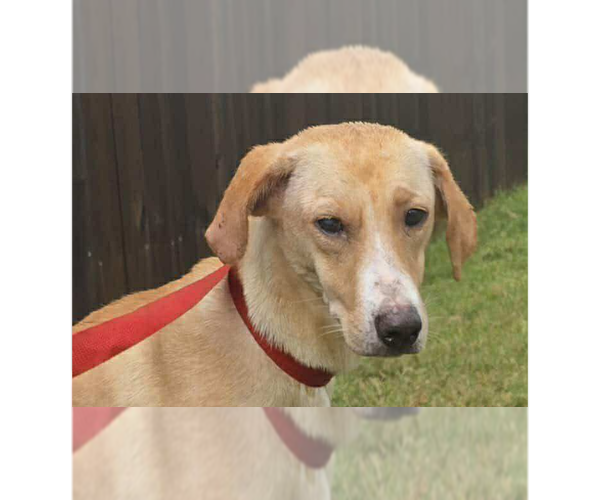 Medium Photo #1 Labrador Retriever-Unknown Mix Puppy For Sale in New York, NY, USA
