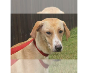 Labrador Retriever-Unknown Mix Dogs for adoption in New York, NY, USA