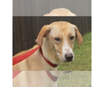 Lucy (TX) - Female Labrador Retriever-Unknown Mix Dog for Adoption - Small photo