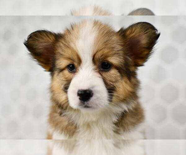 Medium Photo #17 Pembroke Welsh Corgi Puppy For Sale in MIDDLEBURY, IN, USA