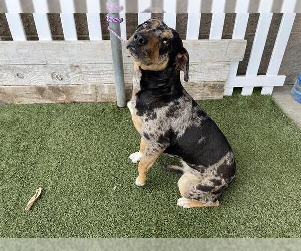 Medium Photo #1 Mutt Puppy For Sale in Modesto, CA, USA