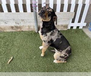 Mutt Dogs for adoption in Modesto, CA, USA