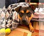 Small #2 Mutt