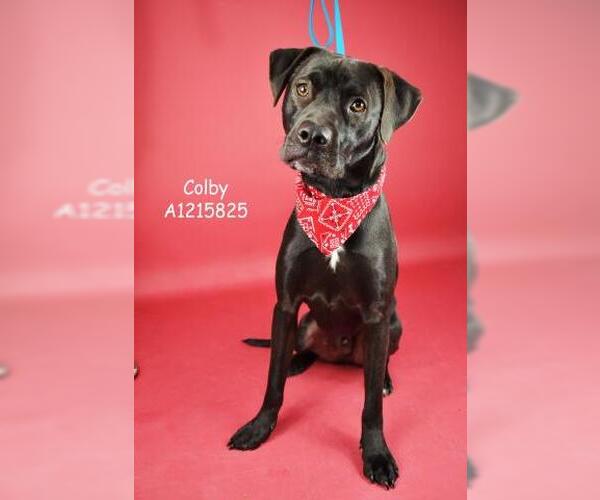 Medium Photo #1 Mutt Puppy For Sale in Bakersfield, CA, USA