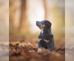 Small #2 Australian Cattle Dog