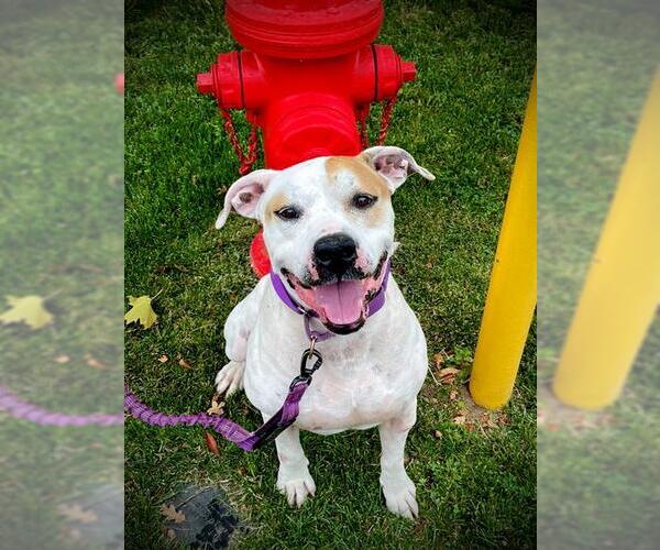 Medium Photo #2 American Bulldog-Unknown Mix Puppy For Sale in San Andreas, CA, USA