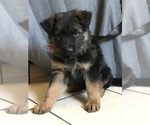 Small Photo #10 German Shepherd Dog Puppy For Sale in NUEVO, CA, USA