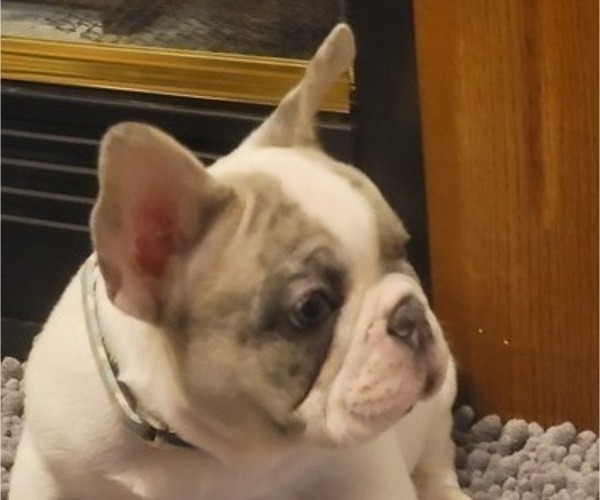 Medium Photo #5 French Bulldog Puppy For Sale in BAKERSVILLE, NC, USA
