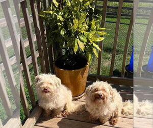 Havanese Dogs for adoption in Gulfport, MI, USA