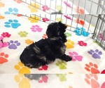 Small #3 Yorkipoo