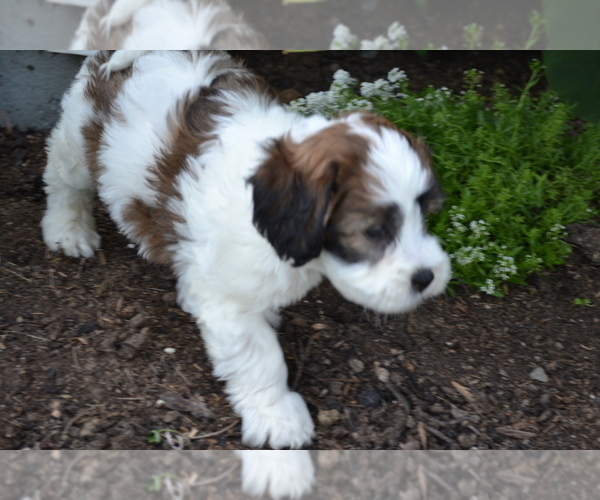 Medium Photo #2 Shih-Poo Puppy For Sale in GREENWOOD, WI, USA