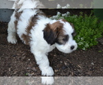 Small Photo #2 Shih-Poo Puppy For Sale in GREENWOOD, WI, USA
