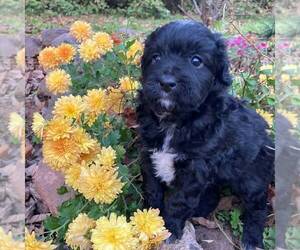 Aussiedoodle-Bernedoodle Mix Puppy for sale in EAST EARL, PA, USA