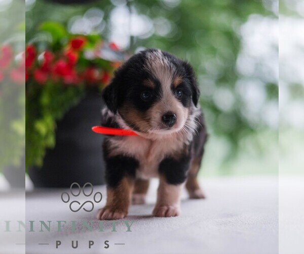 Medium Photo #3 Miniature Australian Shepherd Puppy For Sale in REBERSBURG, PA, USA