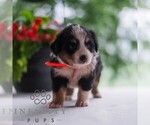 Small #2 Miniature Australian Shepherd