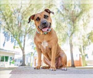 Rhodesian Ridgeback-Unknown Mix Dogs for adoption in Las Vegas, NV, USA