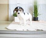 Puppy 4 Beagle-Yorkshire Terrier Mix
