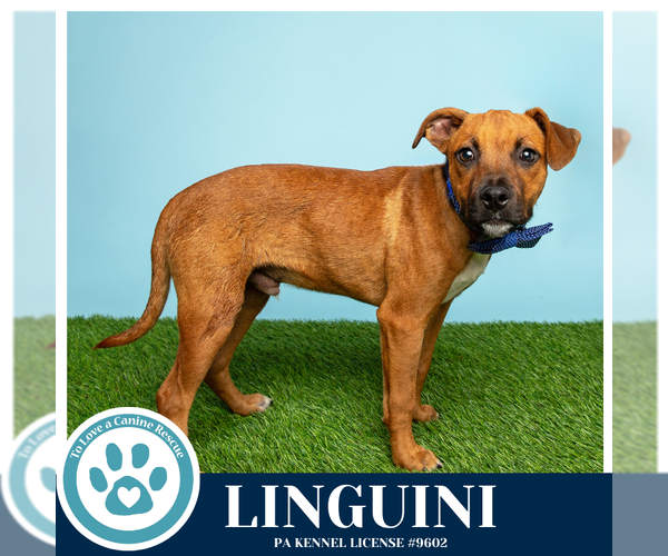 Medium Photo #10 Boxer-Unknown Mix Puppy For Sale in Kimberton, PA, USA