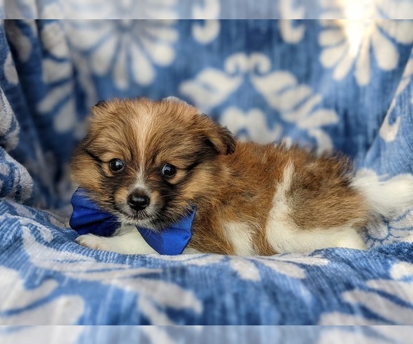 Medium Photo #4 Pomeranian Puppy For Sale in LINCOLN UNIV, PA, USA