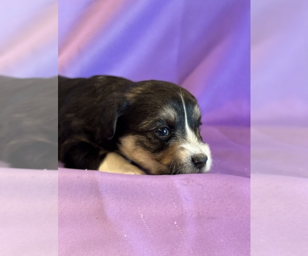 Medium Photo #9 Corgipoo Puppy For Sale in LONGMONT, CO, USA