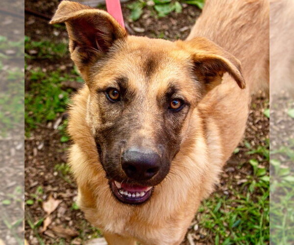 Medium Photo #3 Mutt Puppy For Sale in Canton, CT, USA