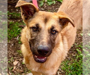 Zelda - Female Mutt Dog for Adoption - Photo #3