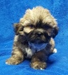 Small Photo #21 Lhasa Apso Puppy For Sale in BUFFALO, MO, USA