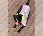 Small #1 American Pit Bull Terrier