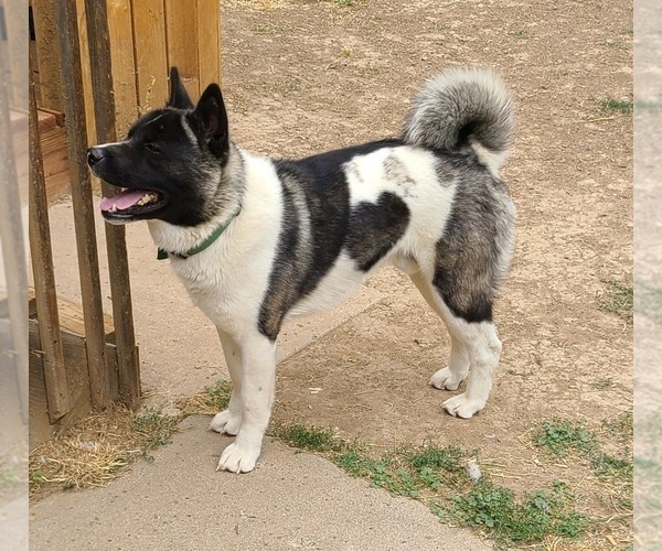 Medium Photo #1 Akita Puppy For Sale in DENVER, CO, USA