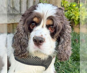 Cocker Spaniel Dogs for adoption in Arlington, VA, USA