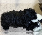 Small Photo #8 YorkiePoo Puppy For Sale in GLOUCESTER, VA, USA