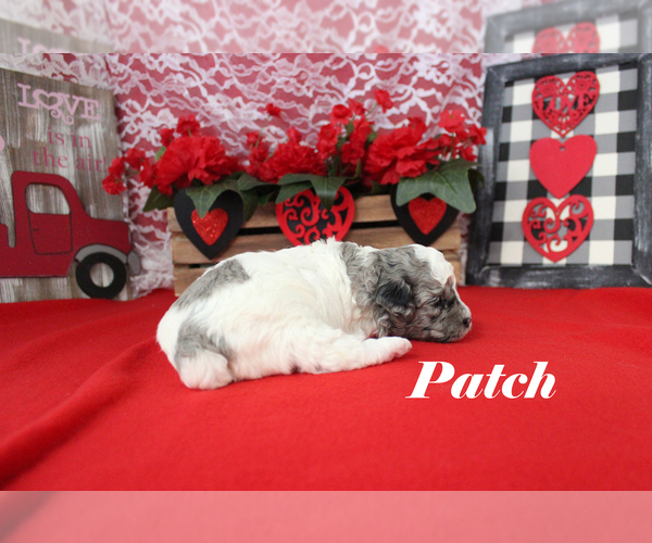 Medium Photo #7 Poodle (Toy) Puppy For Sale in CHANUTE, KS, USA