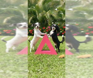 Shih Tzu Dogs for adoption in Weston, FL, USA