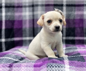 Chihuahua Puppy for sale in LAKELAND, FL, USA
