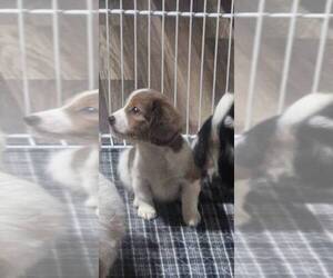 Medium Schweenie