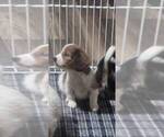 Puppy Puppy Tory Schweenie