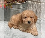 Small Photo #4 Goldendoodle Puppy For Sale in FROSTPROOF, FL, USA