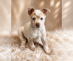 Small Mutt