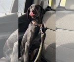Small Photo #2 Labrador Retriever-Unknown Mix Puppy For Sale in Holly Springs, NC, USA