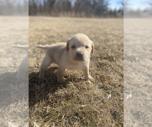 Medium Photo #6 Labrador Retriever Puppy For Sale in MENAHGA, MN, USA