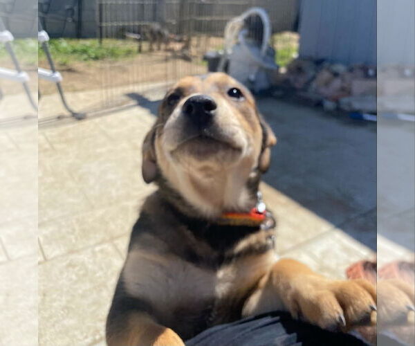Medium Photo #6 Mutt Puppy For Sale in La Verne, CA, USA