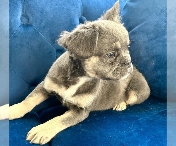 Medium Photo #14 French Bulldog Puppy For Sale in BAKERSFIELD, CA, USA