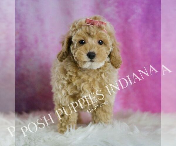 Medium Photo #3 Poodle (Toy) Puppy For Sale in WARSAW, IN, USA