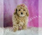 Small #2 Poodle (Toy)