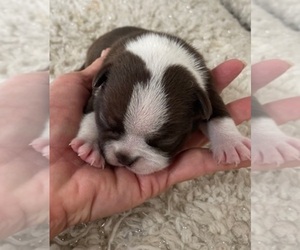 Boston Terrier Puppy for sale in CRKD RVR RNCH, OR, USA