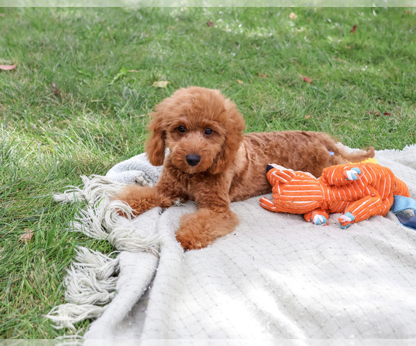 Medium Photo #4 Cavapoo (Miniature) Puppy For Sale in SYRACUSE, IN, USA