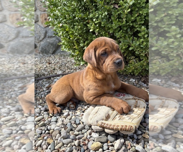 Medium Photo #2 Cocker-Pei Puppy For Sale in MIDDLEBURY, IN, USA